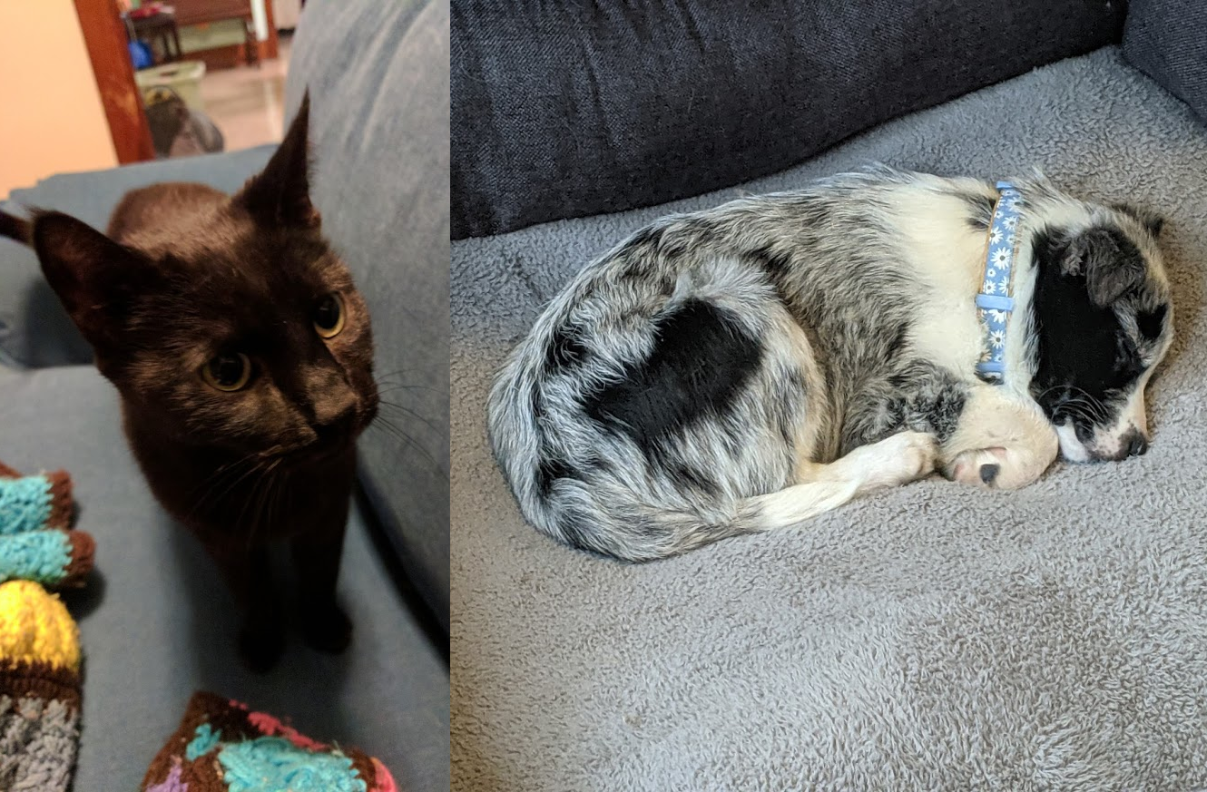 Maisy and Rorschach